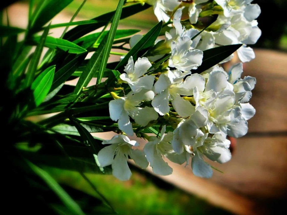 Beautiful beautiful flowers bloom