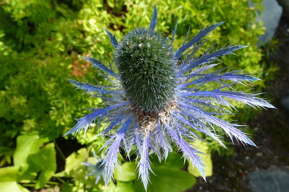 Beautiful Flowers blooming blossom