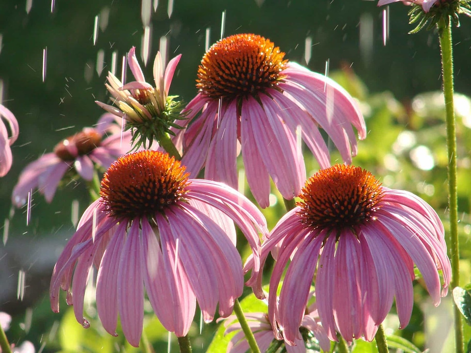 Agriculture beautiful beautiful flowers