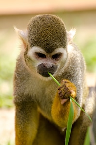 Rainforest tree snout