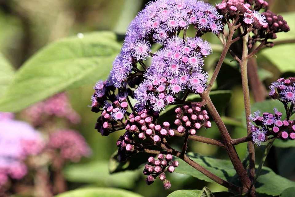 Beautiful Flowers blooming blossom