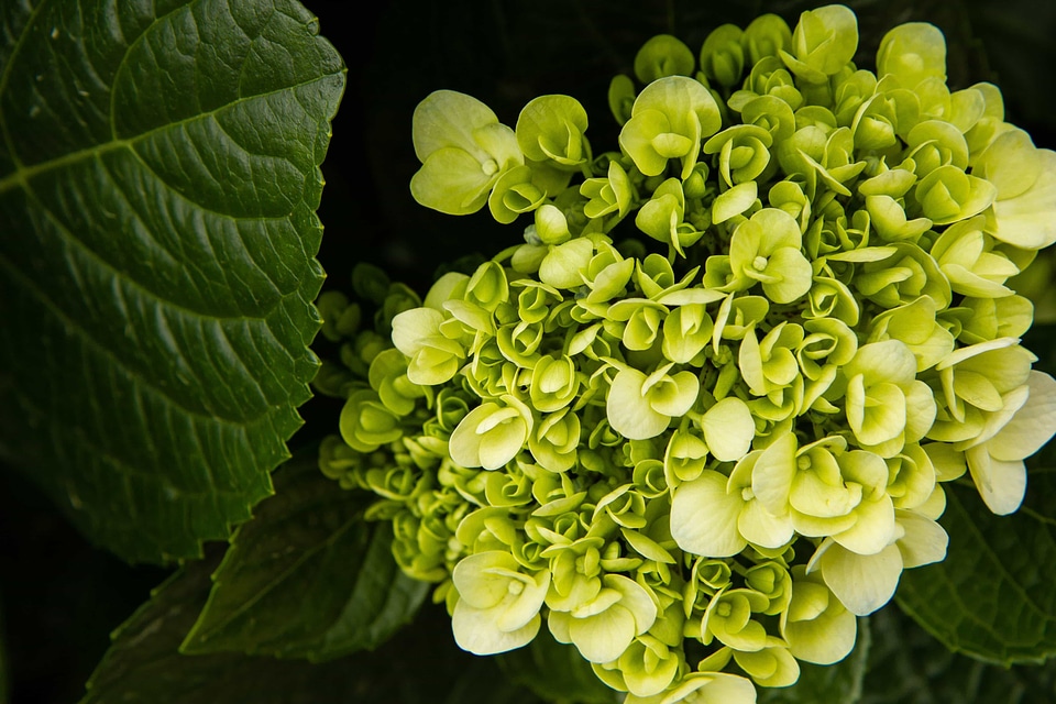Beautiful Flowers blooming blossom