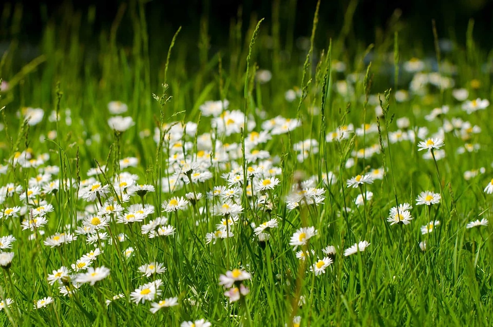 Beautiful Flowers bloom blooming