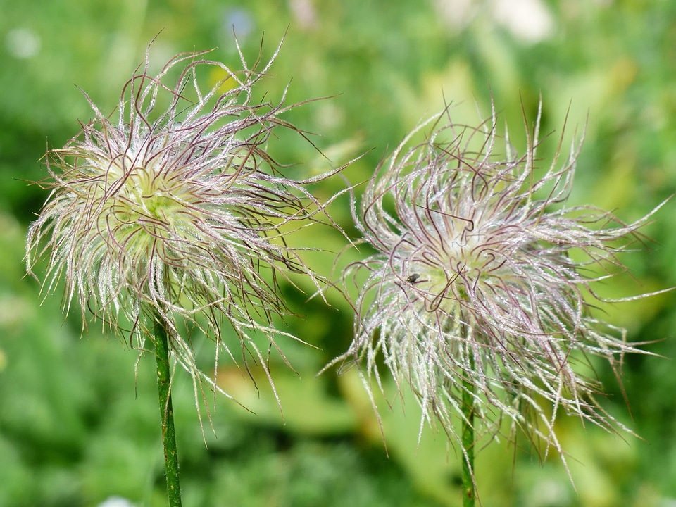 Beautiful Flowers blooming blossom