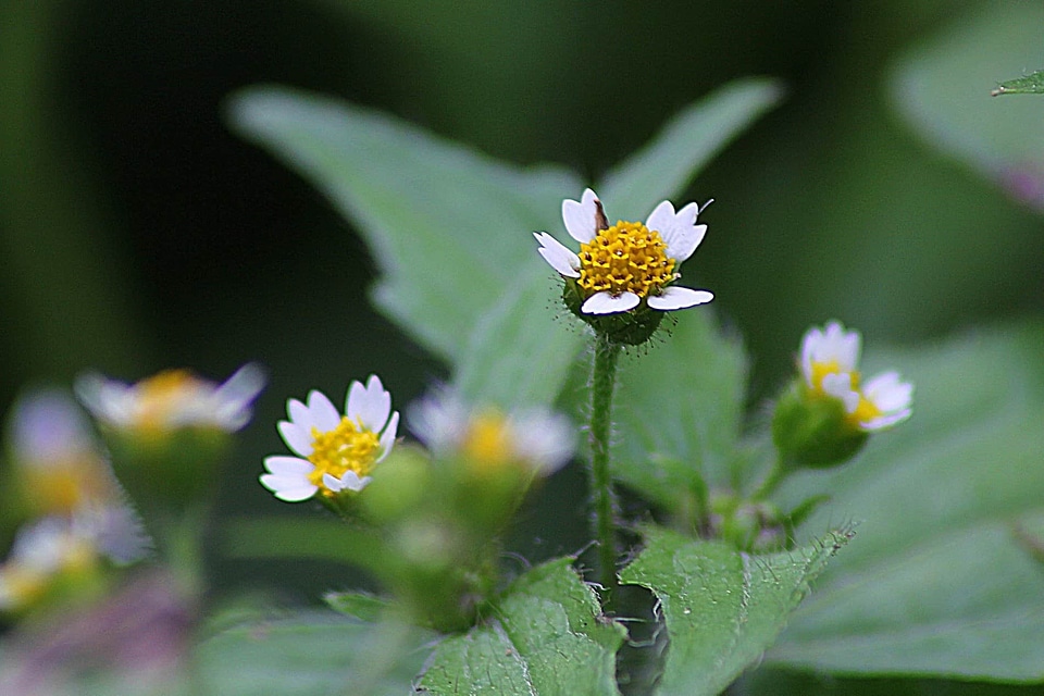 Beautiful Flowers bloom blooming
