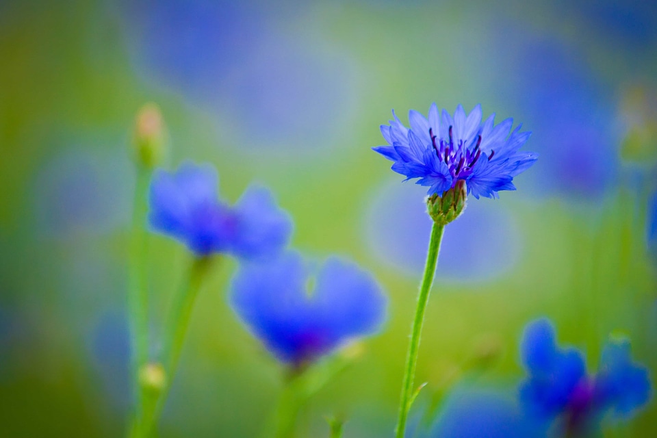 Beautiful Flowers bloom blooming
