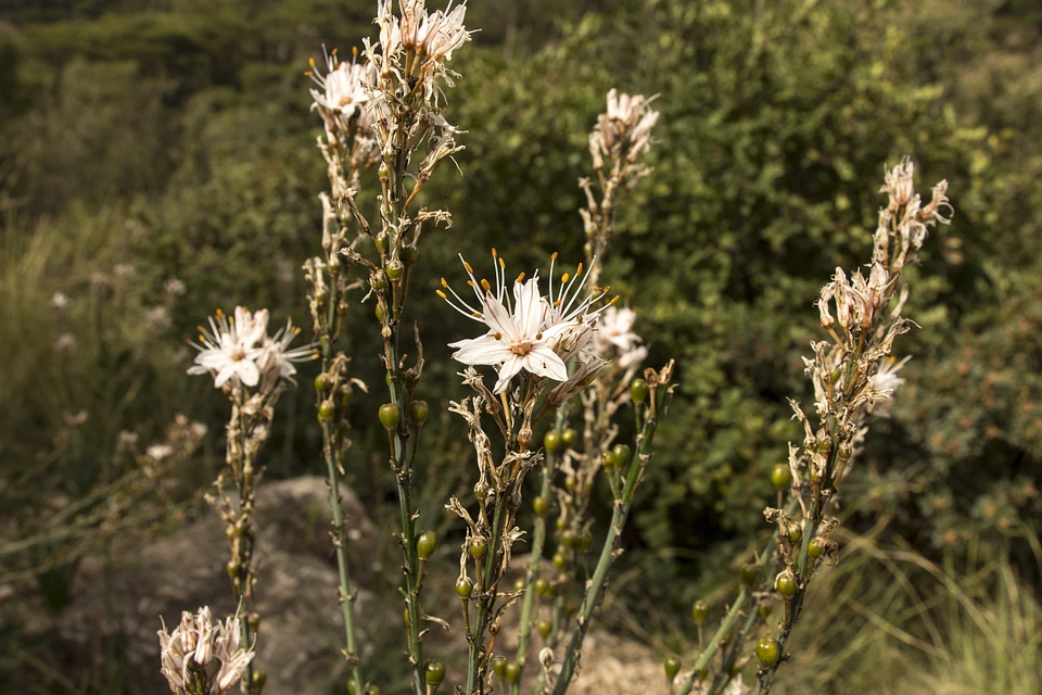 Beautiful Flowers blooming blossom photo