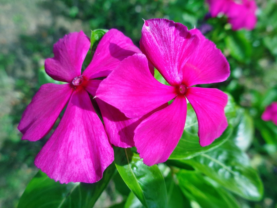 Beautiful beautiful flowers beautiful photo