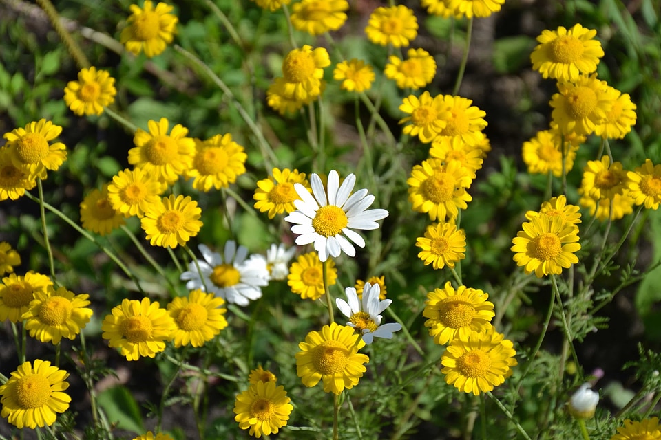 Beautiful Flowers bloom blooming