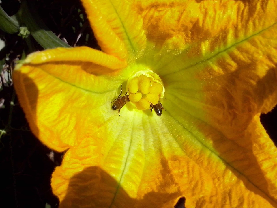 Autumn autumn season beautiful flowers