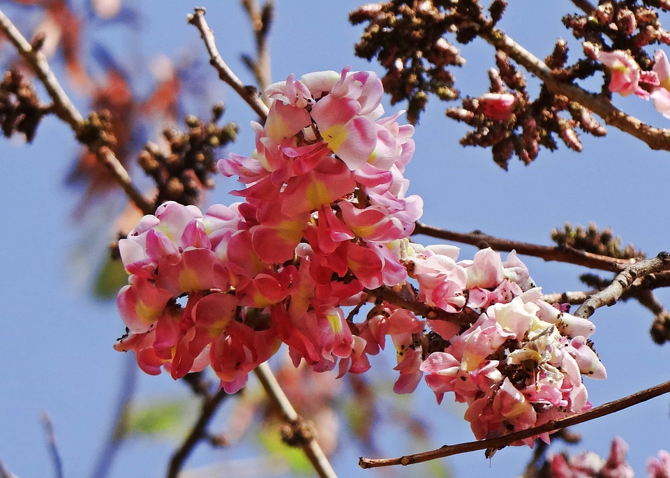 Apple beautiful flowers bloom