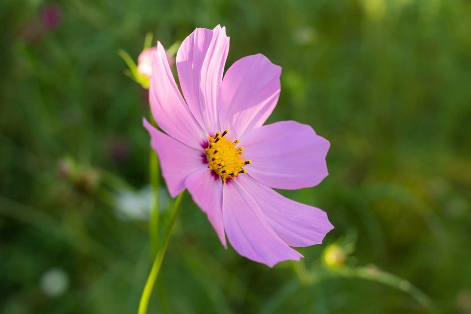Beautiful Flowers beautiful photo bloom