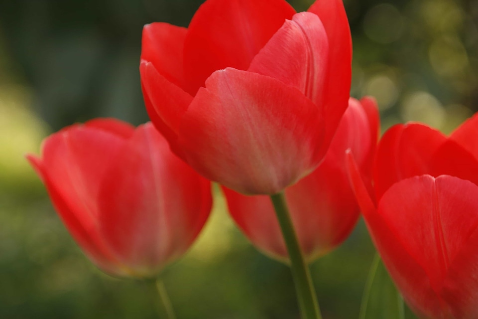 Beautiful Flowers bloom blooming