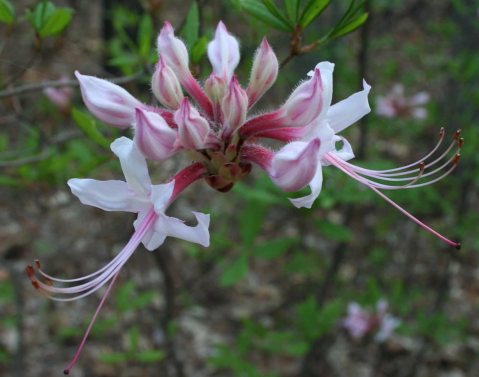 Beautiful beautiful flowers bloom