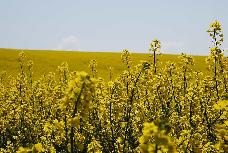 Agriculture beautiful flowers blooming