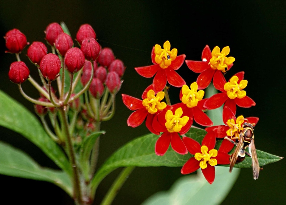 Asclepias Syriaca beautiful flowers beautiful photo