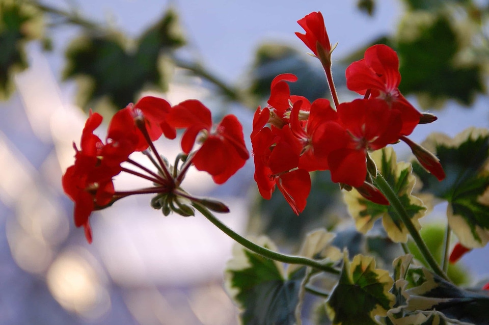 Beautiful Flowers blooming blossom