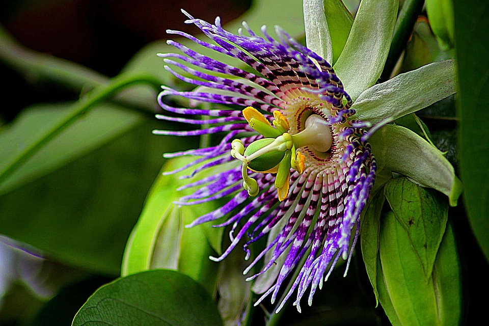 Beautiful Flowers beautiful image beautiful photo