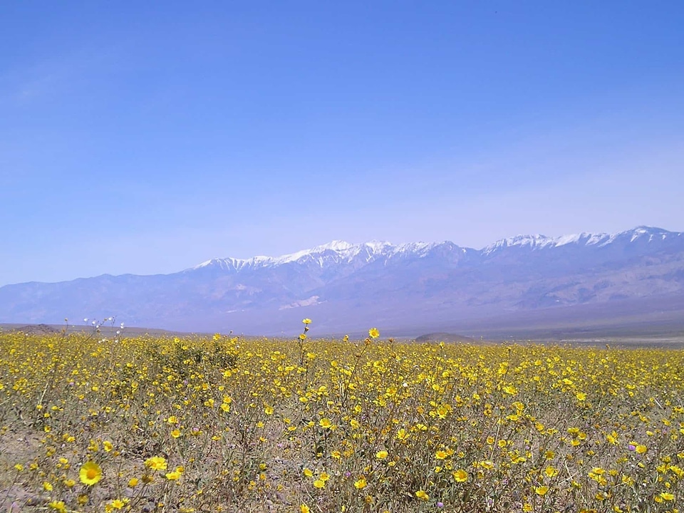 Agriculture beautiful flowers blooming