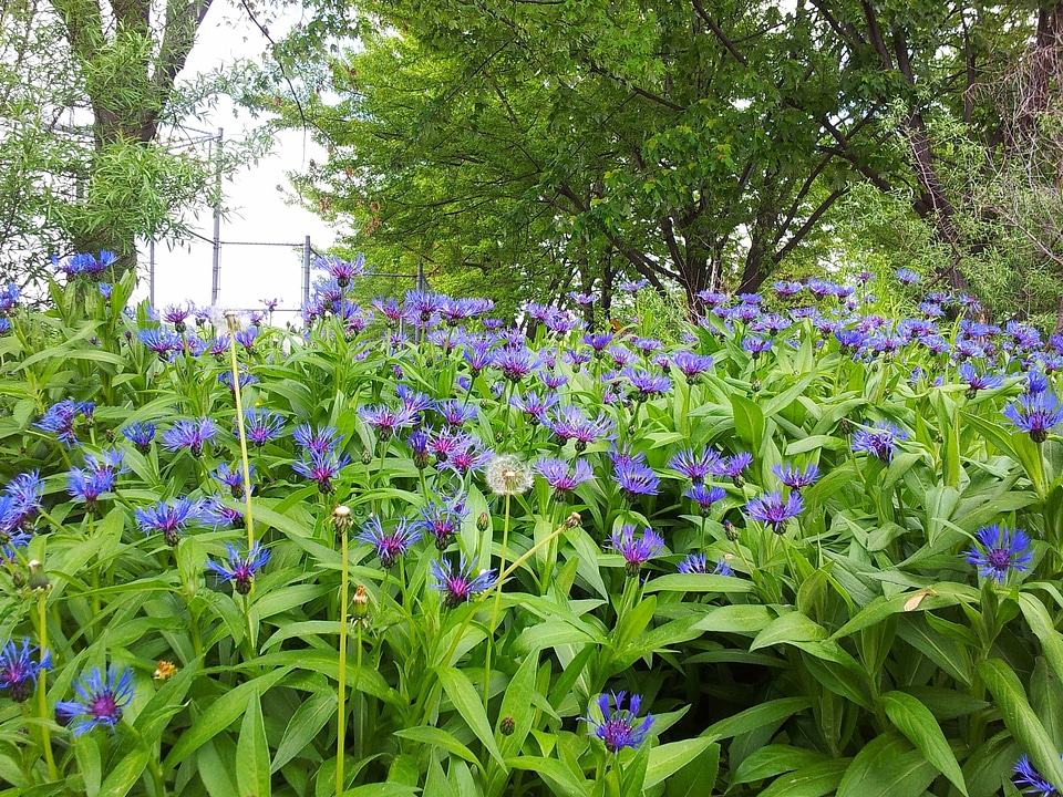 Beautiful beautiful flowers blooming