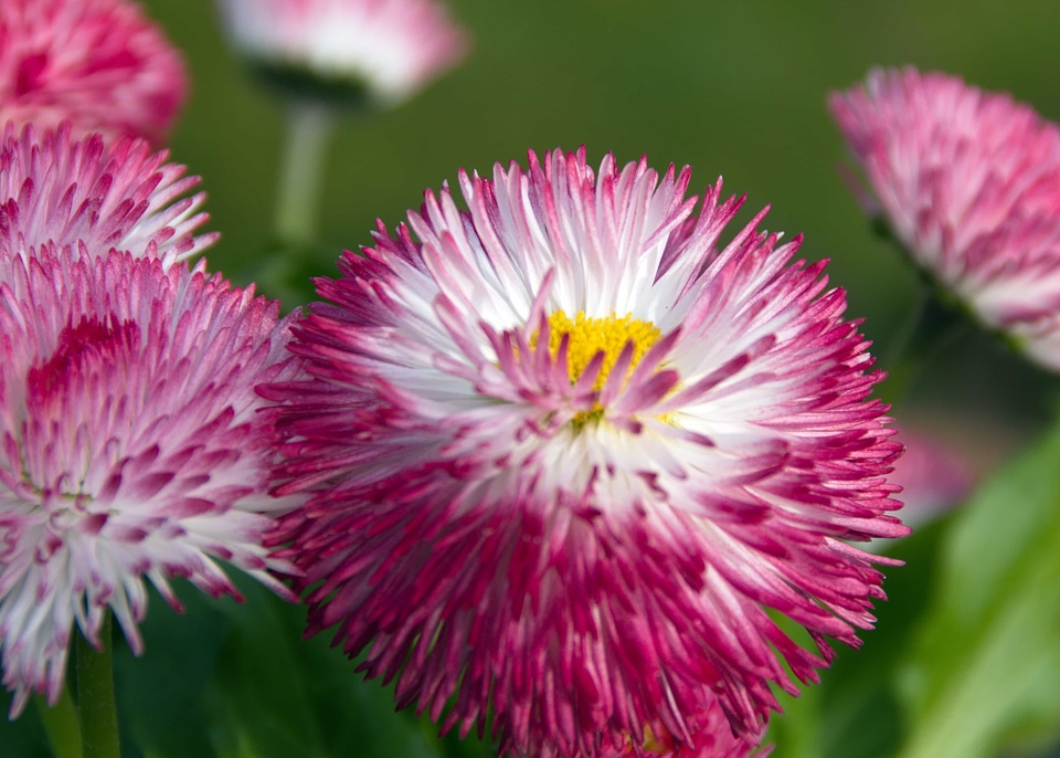 Beautiful Flowers beautiful photo bloom
