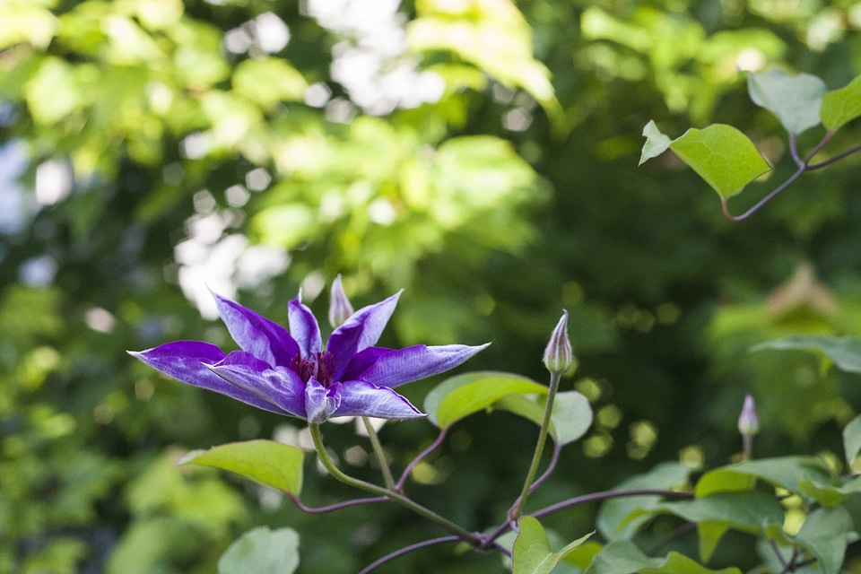 Beautiful beautiful flowers bloom