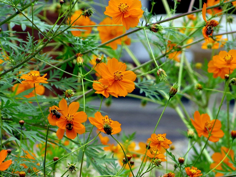 Beautiful Flowers bloom blooming