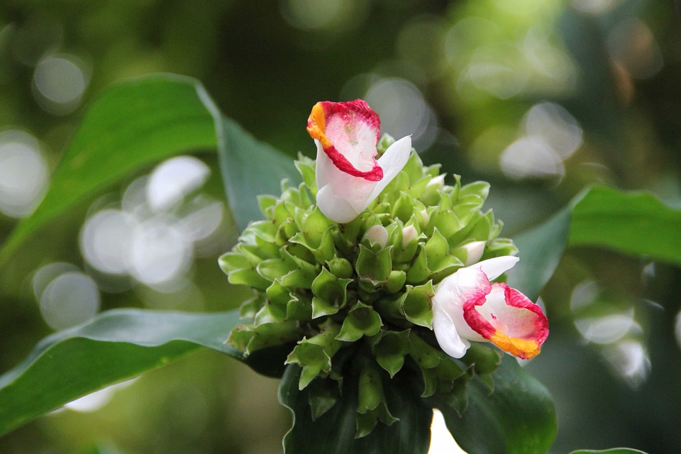 Beautiful Flowers beautiful photo bloom