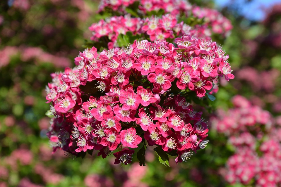 Beautiful beautiful flowers bloom