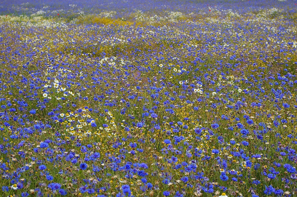 Beautiful Flowers blooming blossom