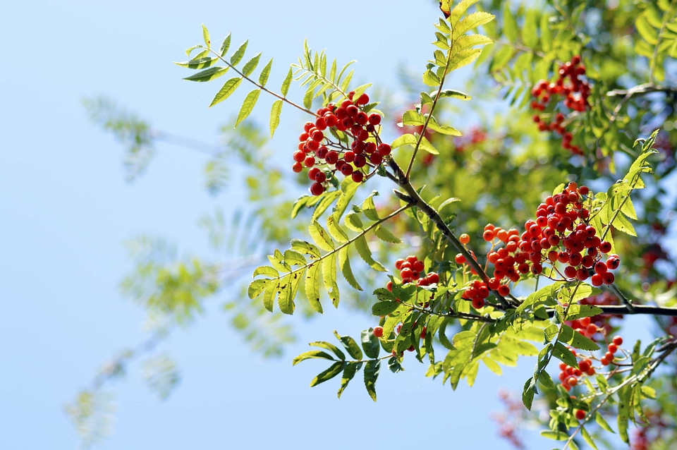 Autumn beautiful flowers berry