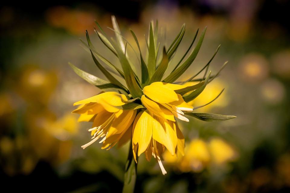 Beautiful Flowers beautiful image beautiful photo