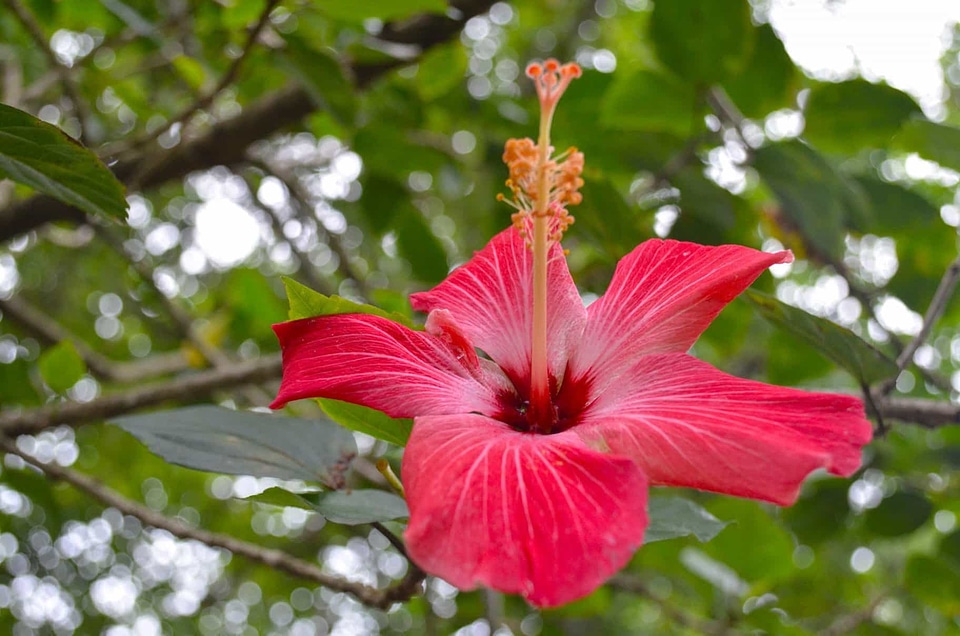 Beautiful beautiful flowers bloom
