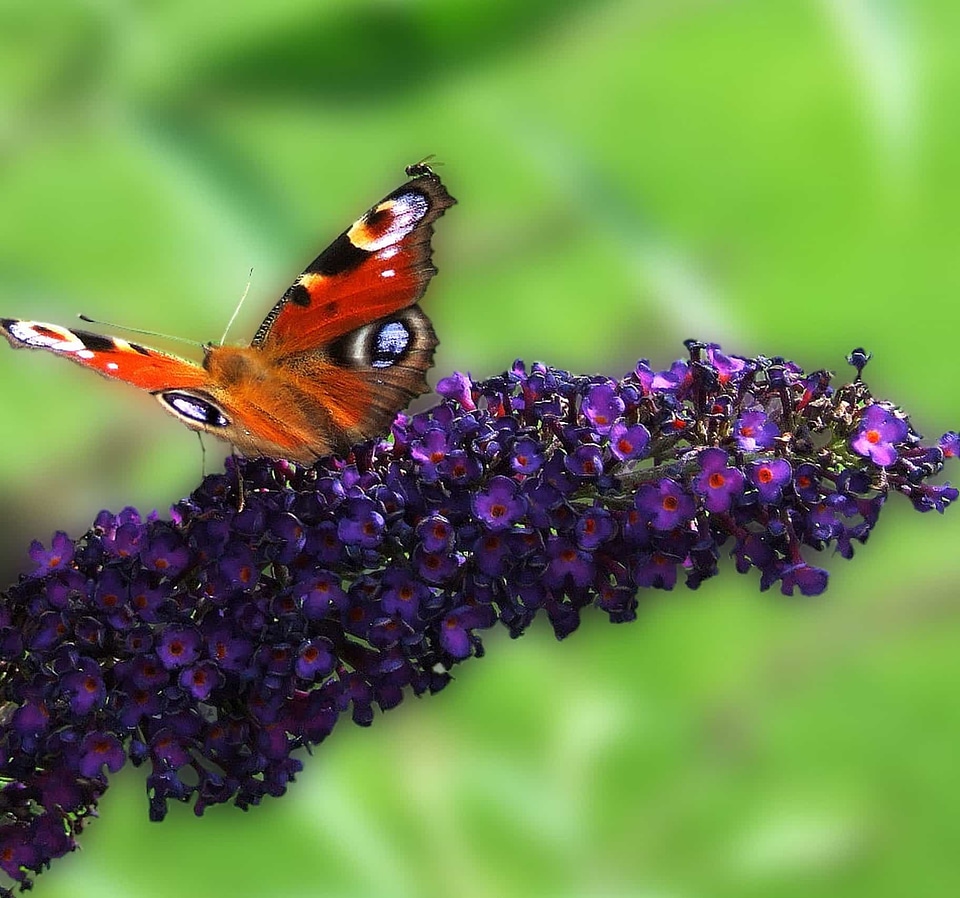 Animal arthropod beautiful flowers