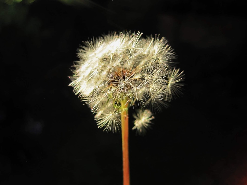 Beautiful Flowers dandelion flora