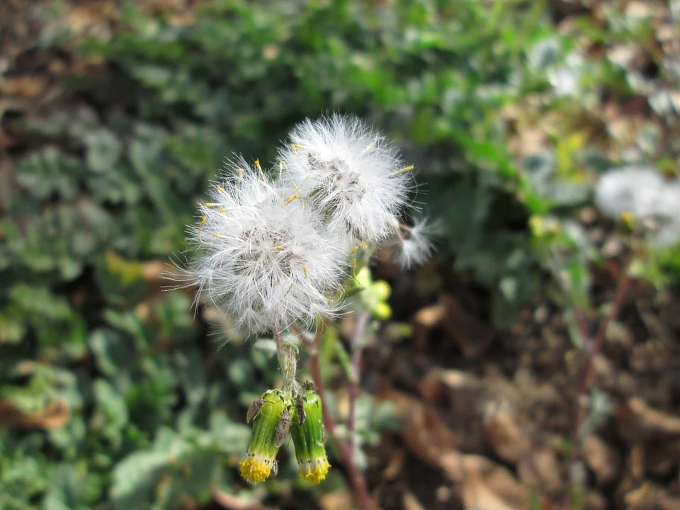 Beautiful Flowers blooming blossom