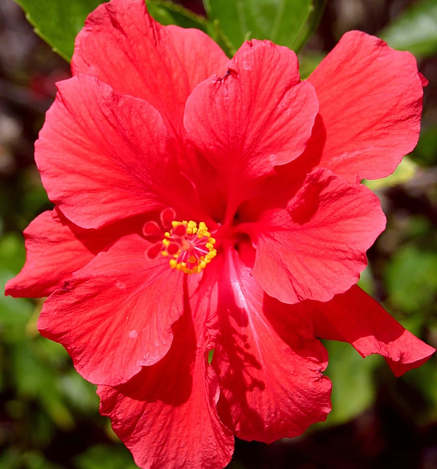 Beautiful beautiful flowers bloom