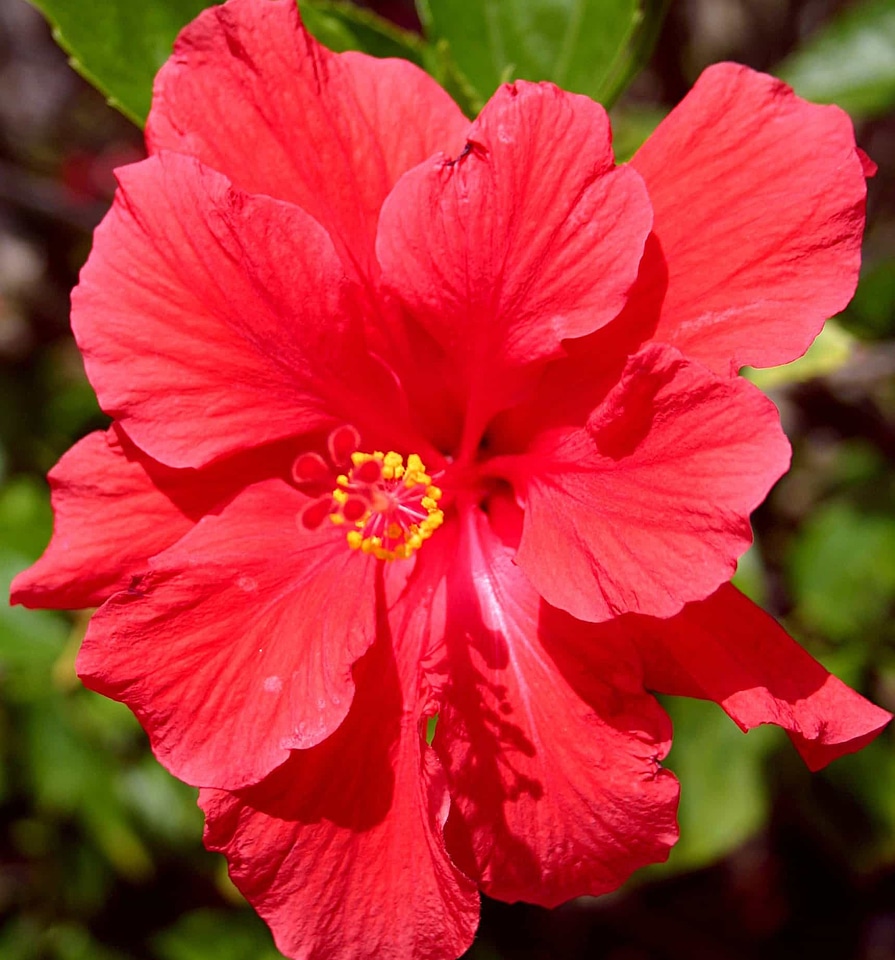 Beautiful beautiful flowers bloom photo