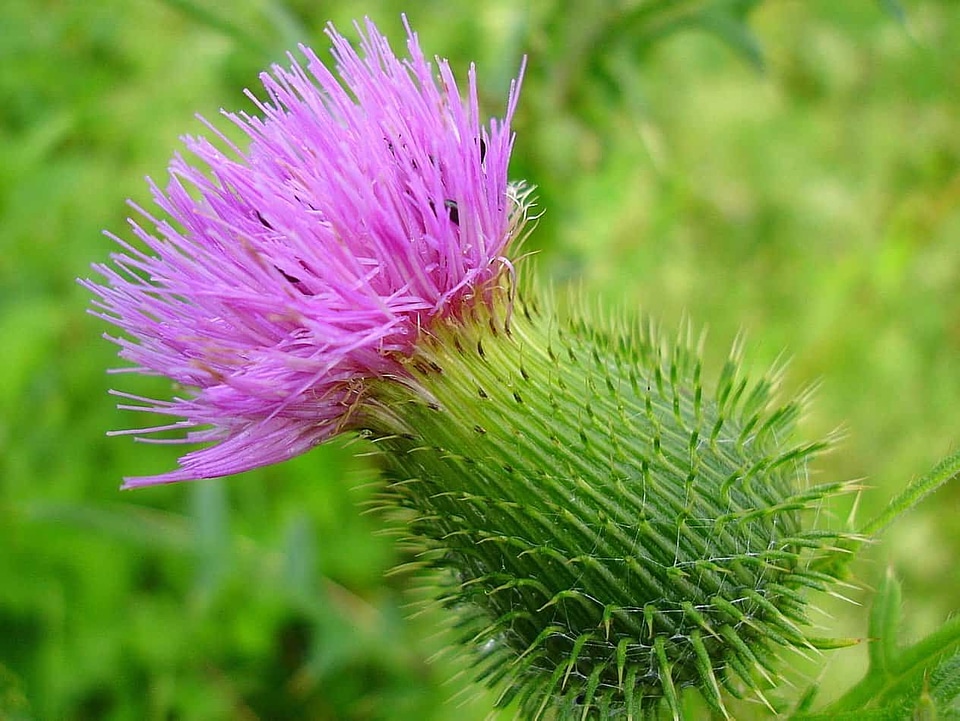 Beautiful Flowers beautiful image beautiful photo