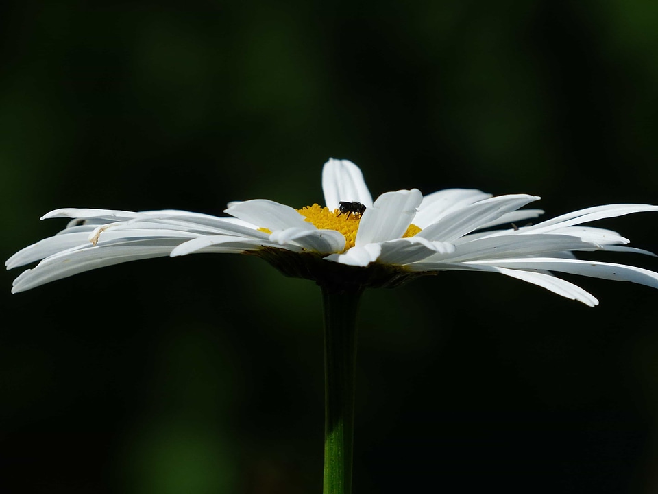 Beautiful Flowers bloom blooming