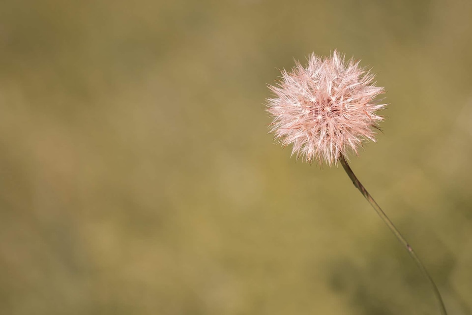 Beautiful Flowers blooming blossom