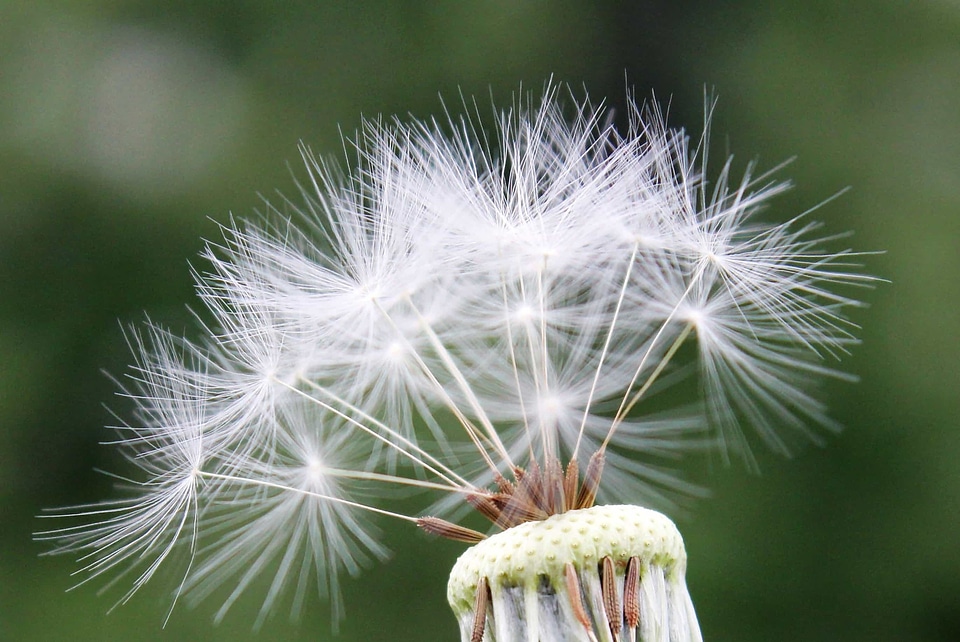 Beautiful Flowers beautiful image beautiful photo