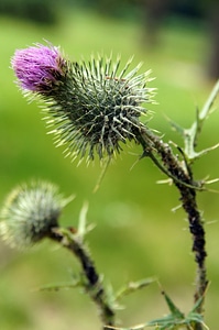 Beautiful Flowers blooming blossom photo