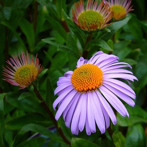 Agriculture beautiful beautiful flowers