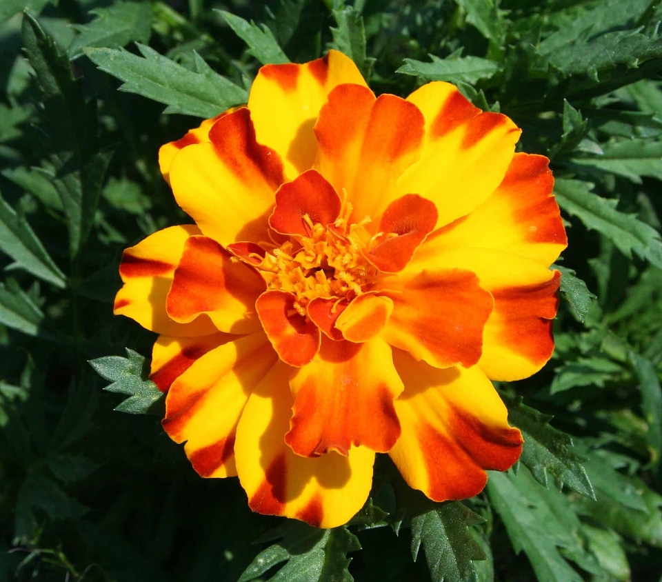Beautiful beautiful flowers bloom