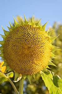 Agriculture beautiful flowers bloom