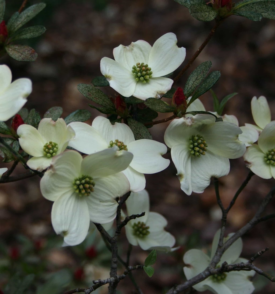 Beautiful Flowers bloom blooming