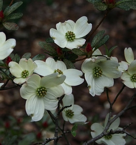 Beautiful Flowers bloom blooming