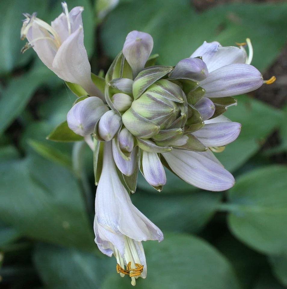 Beautiful beautiful flowers bloom