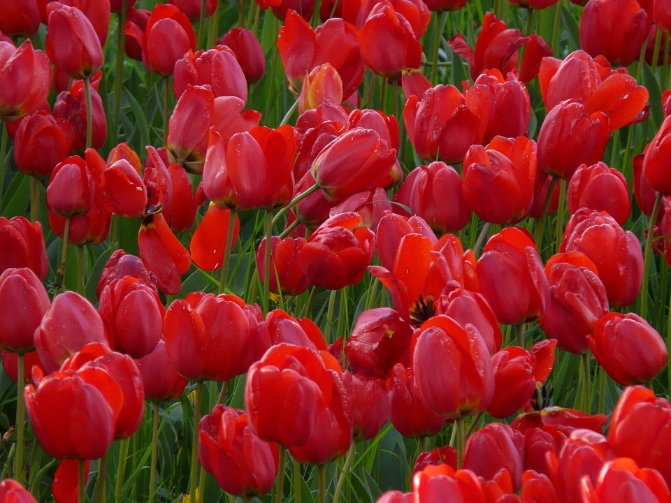 Beautiful Flowers bloom blooming